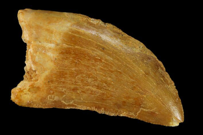 Serrated, Juvenile Carcharodontosaurus Tooth - Morocco #140679